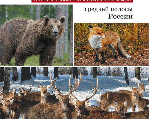 Животные Средней Полосы России Картинки